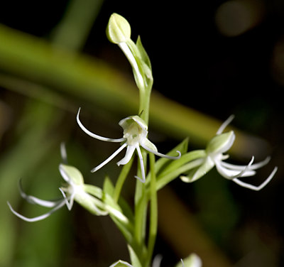 Habenaria quinqueseta ,Longhorn False Rein Orchid or Michaux's Orchid