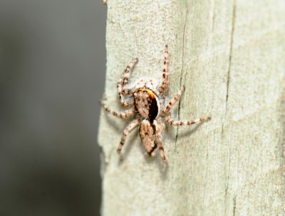 Bugs and critters