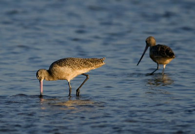 Marbled Godwit  JCP4611.jpg