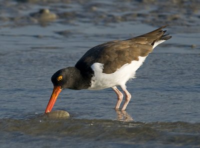 Oystercatcher JCP4741.jpg