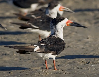 Black Skimmer JCP5092.jpg