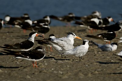 Royal Terns -skimmer JCP5130.jpg