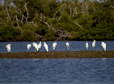 Great Egrets  JCP5283.jpg