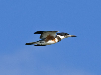 Belted Kingfisher  JCP5322.jpg