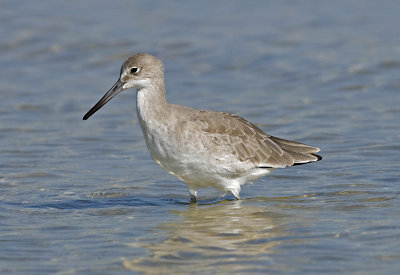Willet   JCP5659.jpg
