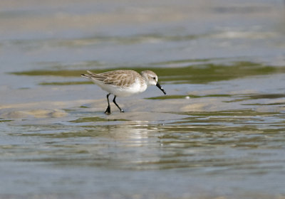 Western Sandpiper  JCP5666.jpg
