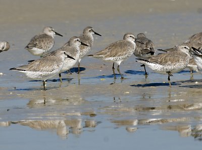 Red Knots  JCP5684.jpg