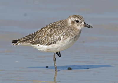 Blk bellied Plover  JCP5707.jpg