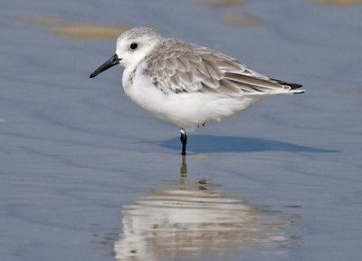 Sanderling  JCP5724.jpg