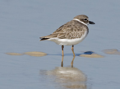 Wilsons Plover  JCP5725.jpg