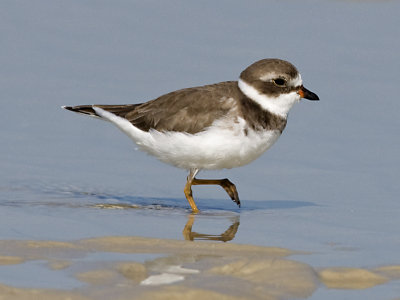 Semi palminated Plover JCP5726.jpg