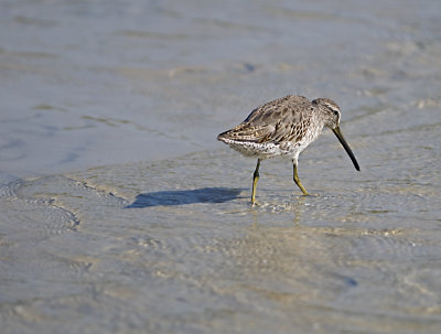 Short billed Dowitcher  JCP5733.jpg