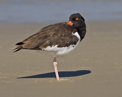 Oyster Catcher   JCP5749.jpg