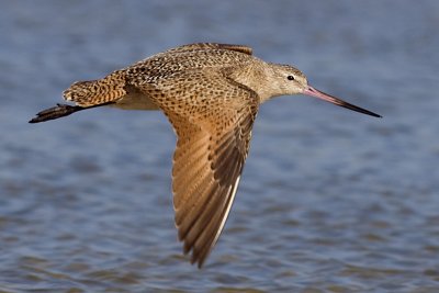 Marbled Godwit  JCP7206.jpg