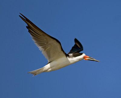 Black Skimmer   JCP7291.jpg