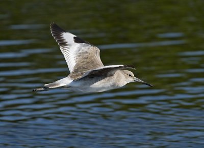 Willet   JCP7446.jpg