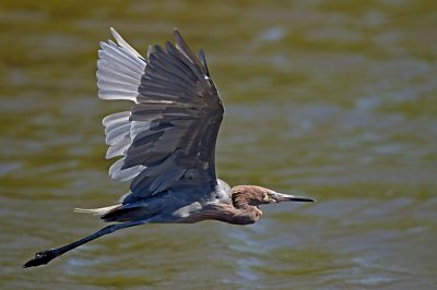 Reddish Egret  JCP7854.jpg