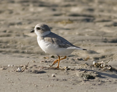 Piping Plover  9455.jpg