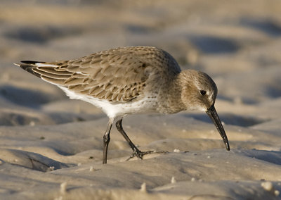 DUNLIN  _JCP9065.jpg