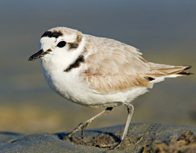 Snowy plover crop.jpg