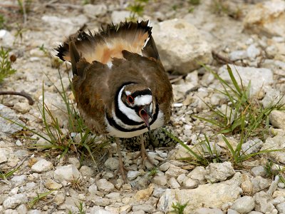Killdeer eggs.jpg