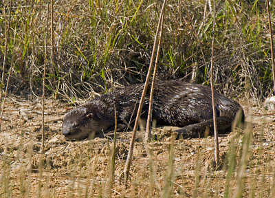otters