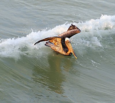 More Birds 2