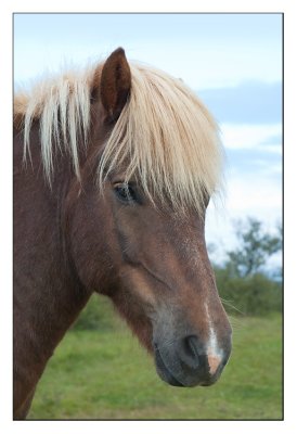 Pure Icelandic Horse