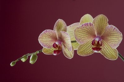 3rd NBCC Novice Yellow Orchids Nov 2008