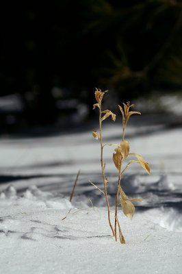 Mount Laguna