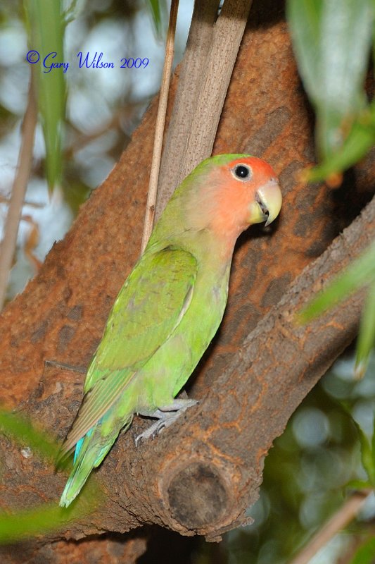 Peach-Faced Lovebird