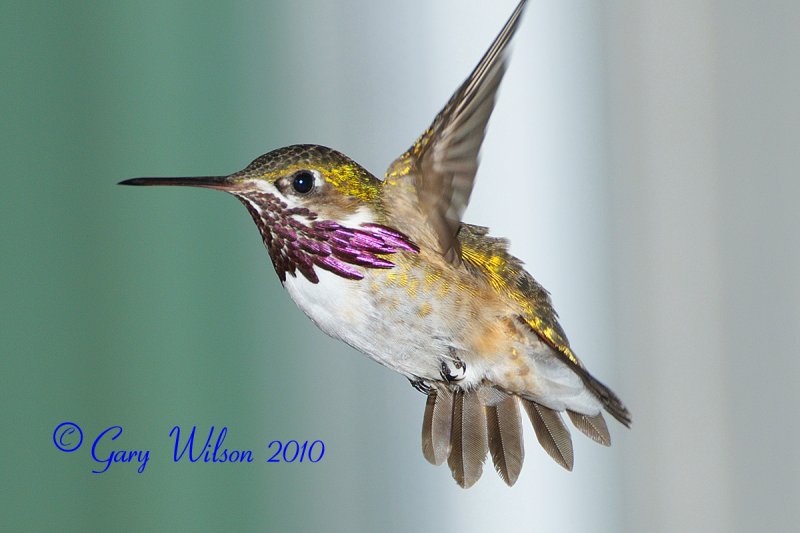 Male Calliope
