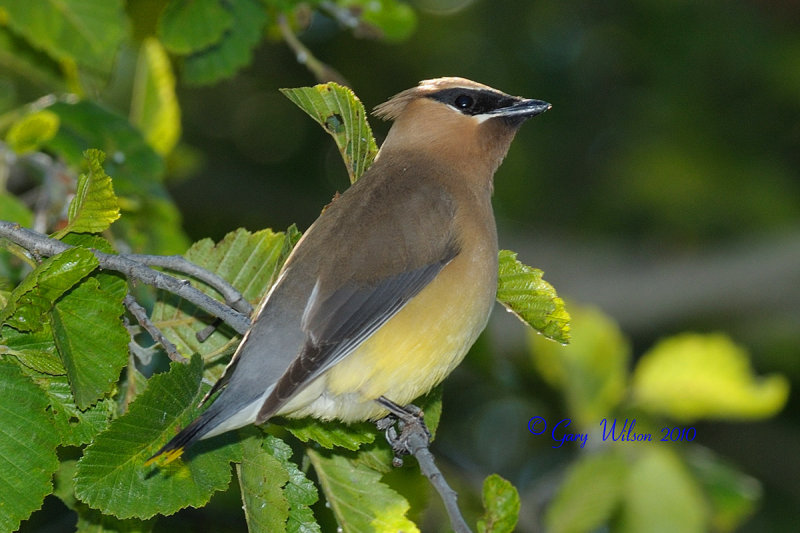Cedar Waxwing