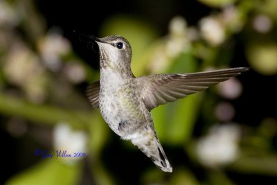 Female Anna - Note the nesting material in her beak