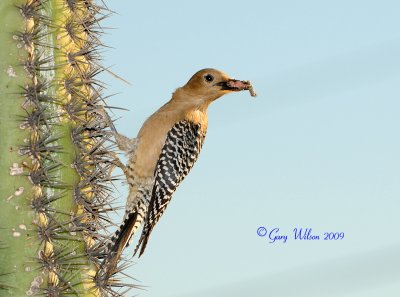 Female Gila Woodpecker bring some food for her young