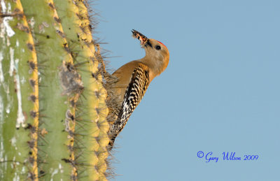 Male Gila Woodpecker also bring food for his young