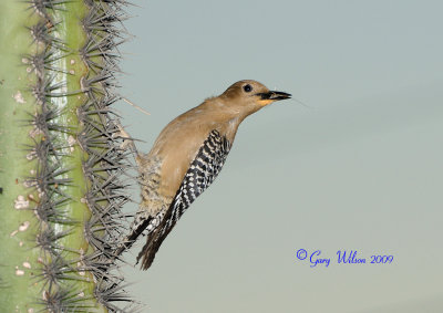 Female Gila Woodpecker _ She was very busy going to and from the nest