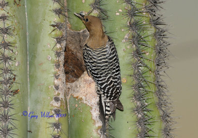Female Gila (Hee-la) Woodpecker just about ready to enter the nest