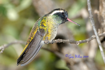 Male White-Eared