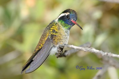 Male White-Eared