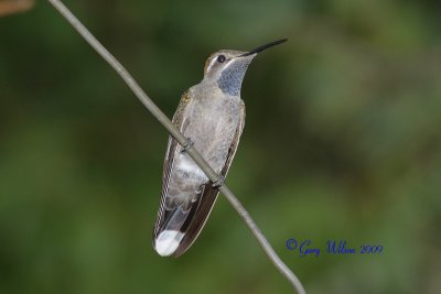 Male Blue-Throated