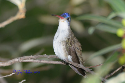 Juvenile Male Violet-Crowned - you looking at me?