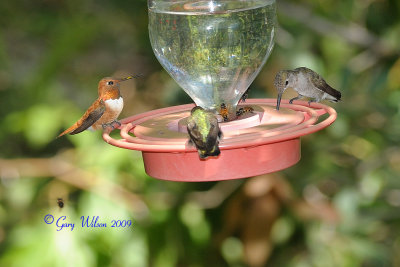 Male Rufous on left