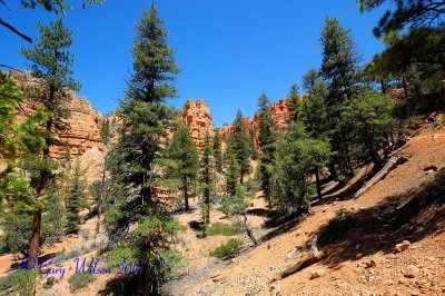 Red Canyon near Bryce