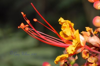 Mexican Bird of Paradise full bloom