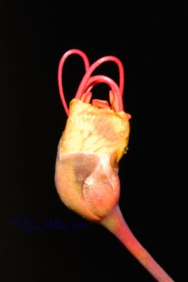 Mexican Bird of Paradise bud breaking forth