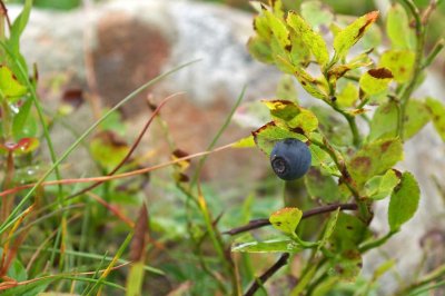 Bilberry in our world