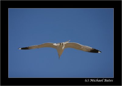 Seagulls