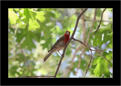 Other Birds