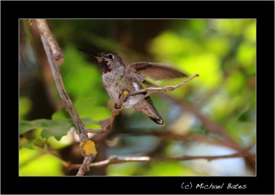 Hummingbirds